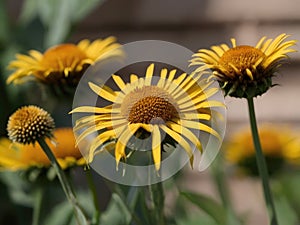 Elecampane (Inula helenium)