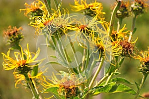 Elecampane (Inula helenium)