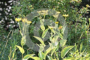 Elecampane Inula helenium