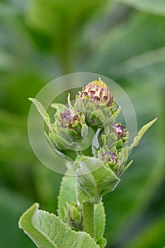 Elecampane Inula helenium budding yellow flowers