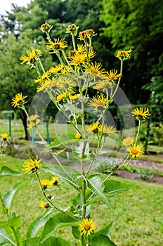 Elecampane, Inula helenium photo