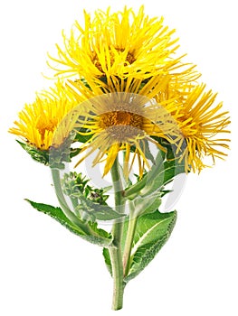 Elecampane Inula helenium flowering plant,  isolated