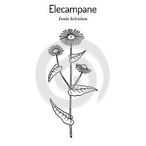 Elecampane inula helenium , or horse-heal, or elfdock, medicinal plant