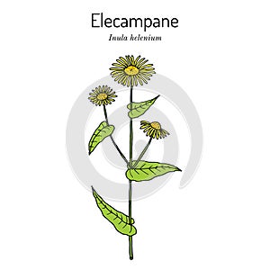 Elecampane inula helenium , or horse-heal, or elfdock, medicinal plant