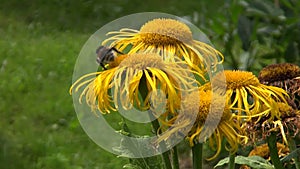 Elecampane (Inula helenium) medical flowers and bumblebee