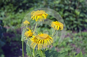 Elecampane (Inula helenium) medical plant in bloom