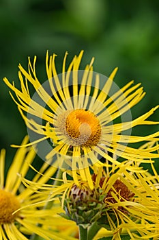 Elecampane Inula helenium yellow daisy-like flowers in close-up