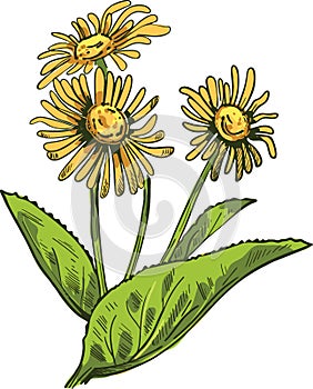 Elecampane isolated vector illustration. Inula helenium, horse-heal elfdock, widespread plant species in sunflower family