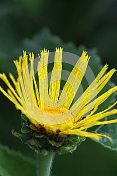 Elecampane - macros shot with raindrops on petal