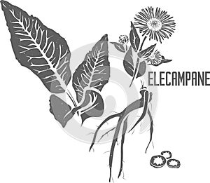 Elecampane officinalis vector illustration