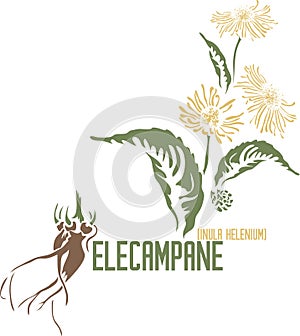 Elecampane plant silhouette in color image vector illustration