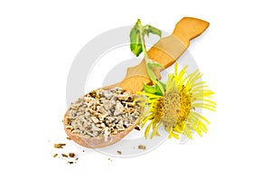 Elecampane root on a spoon with flower photo