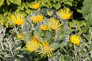 Elecampane yellow flowers