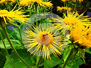 Elecampane yellow flowers and bee