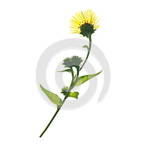 Elecampanel (Inula helenium)