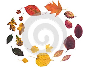 Selection isolated yellow, orange, red, purple, pink, and green fallen leaves from many trees.  Arranged in a circular border