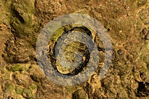 Elective focus on one chiton in stone. Surface of coastline stone. Living organism photo