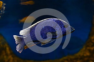 Electric Blue African Cichlid fish on blurry natural blue brown background