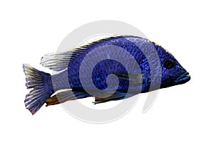 Electric Blue African Cichlid fish on blurry natural blue brown background