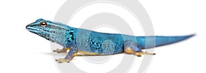 Electric blue gecko, Lygodactylus williamsi, isolated