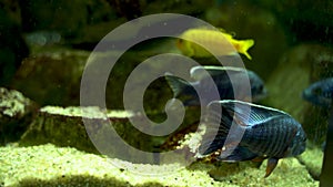 Electric blue hap and Aulonocara nyassae fish grazing the stones aka the emperor cichlid, is a species of haplochromine Cichlid