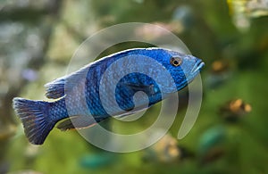 The electric blue hap (Sciaenochromis ahli) in aquarium in Thailand