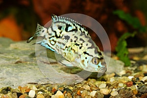 Electric blue jack dempsey cichlid aquarium fish	 Nandopsis Octofasciatum photo