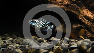 electric blue jack dempsey cichlid fish in aquarium photo
