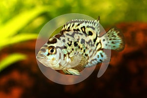 Electric blue jack dempsey cichlid Nandopsis Octofasciatum aquarium fish photo