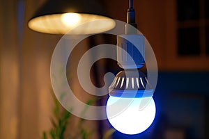 Electric blue light bulb hang from ceiling, illuminating event