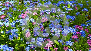 Electric blue and pink garden forget-me-not flowers amidst green leaves