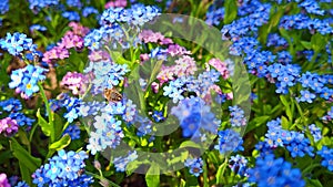 Electric blue and pink garden forget-me-not flowers amidst green leaves