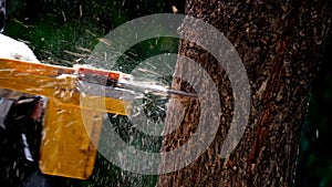 electric chainsaws cut trees in the forest for building a house and making firewood The concept of deforestation