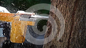 Electric chainsaws cut trees in the forest for building a house and making firewood The concept of deforestation