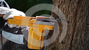 Electric chainsaws cut trees in the forest for building a house and making firewood The concept of deforestation
