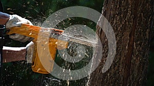 electric chainsaws cut trees in the forest for building a house and making firewood The concept of deforestation