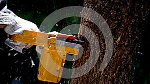 Electric chainsaws cut trees in the forest for building a house and making firewood The concept of deforestation