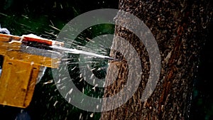 Electric chainsaws cut trees in the forest for building a house and making firewood The concept of deforestation