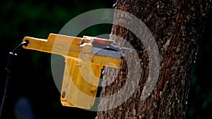 electric chainsaws cut trees in the forest for building a house and making firewood The concept of deforestation