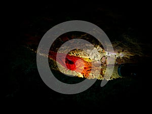 Electric Clam or Ctenoides ales in a lit-up cave with a black background. Puerto Galera tropical coral reef, Philippines photo