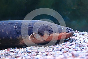 Electric eel