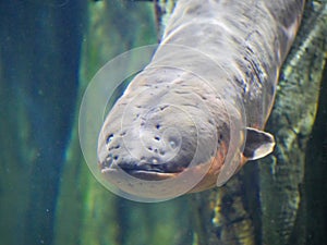 Electric eel also known as Electrophorus electricus fish