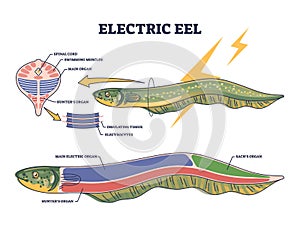 Electric eel anatomy as fish structure with inner organs outline diagram