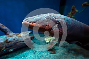 Electric eel