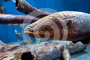 Electric eel