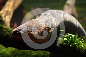 Electric eel (Electrophorus electricus)