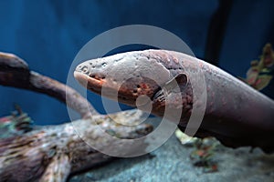 Electric eel