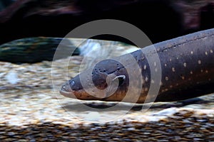 Electric eel Electrophorus electricus
