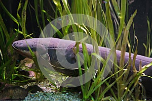 Electric eel Electrophorus electricus