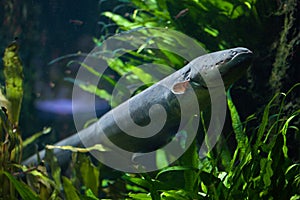 Electric eel Electrophorus electricus.